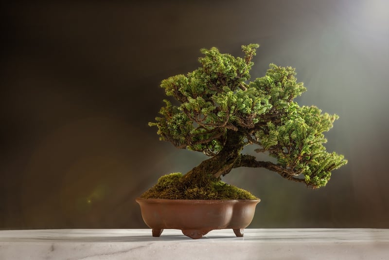 Bonsai Beauties